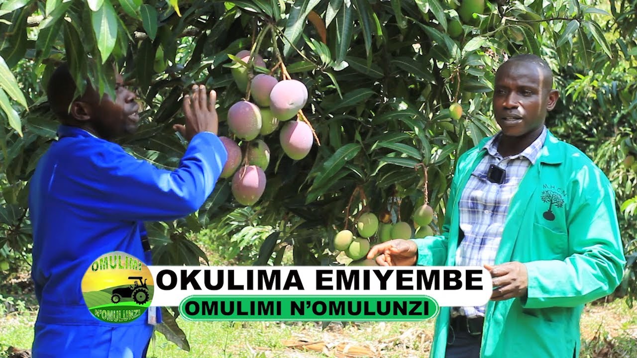 Okulima emiyembe /mangoes faming part one