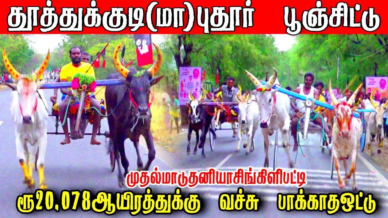 புதூர் பூஞ்சிட்டு பந்தயம் 25.02.2026
