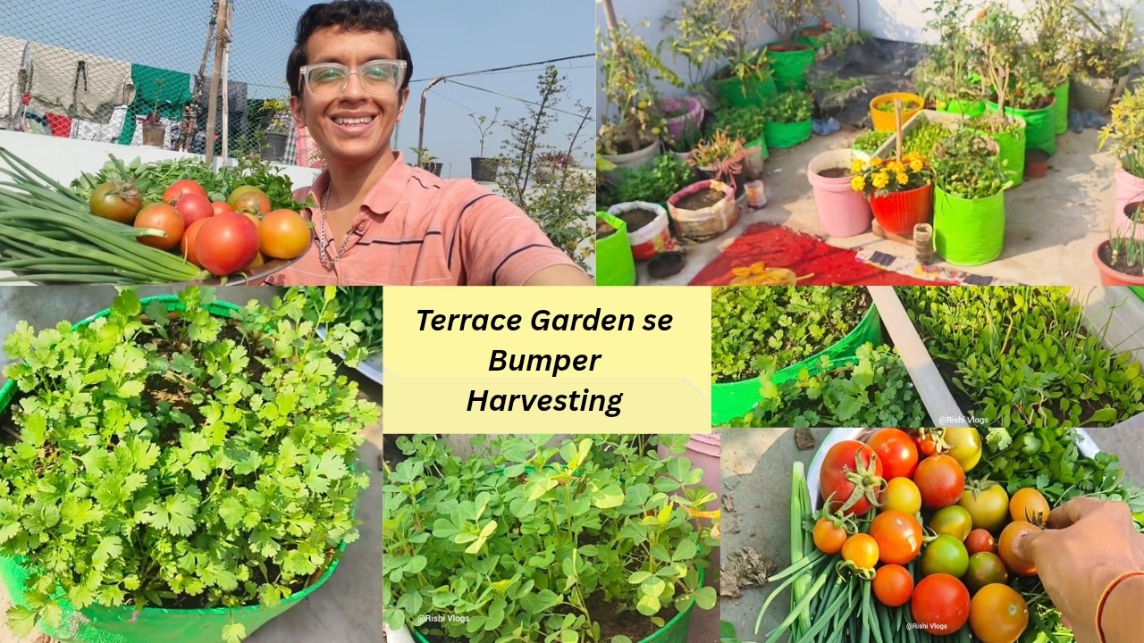 Terrace Garden se li Bumper Harvesting / Terrace Garden Tour Vlog /Terrace Garden Fresh Vegetable