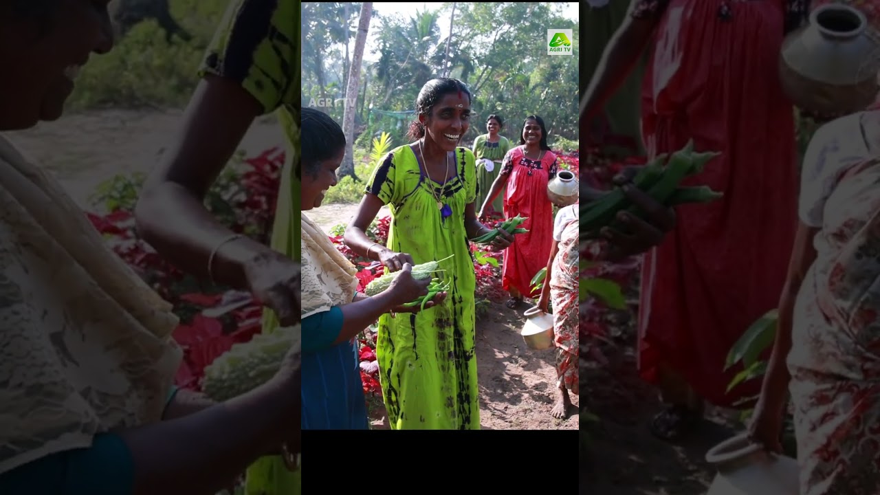 ഒരു കറിക്ക് ഇത് ഒരെണ്ണം മതി! മുളക് കൃഷിയിൽ മികച്ച നേട്ടം കൊയ്യുന്ന ആലപ്പുഴയിലെ കർഷക കൂട്ടായ്മ