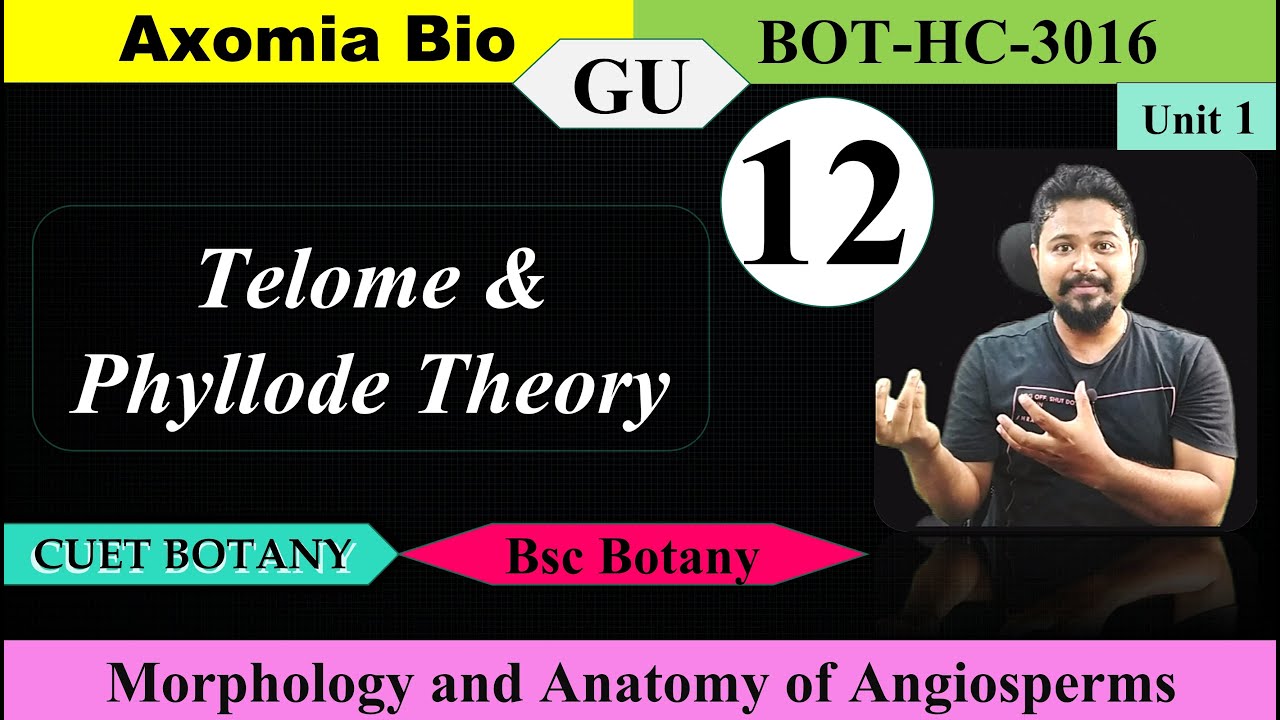 Telome & Phyllode theory| Morphology & Anatomy of Angiosperm|Bsc Botany| CUET-PG|3rd sem| Axomia Bio