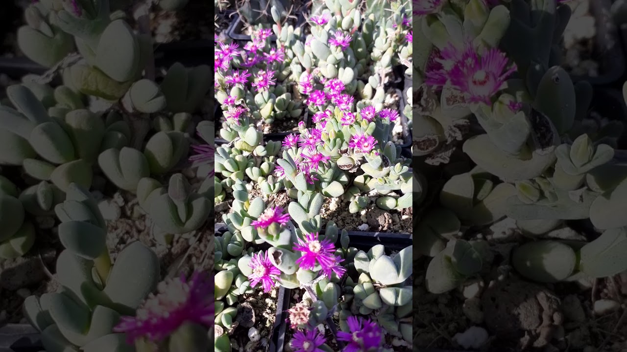 Jard&iacute;n de cactus y suculentas: Antimima dualis