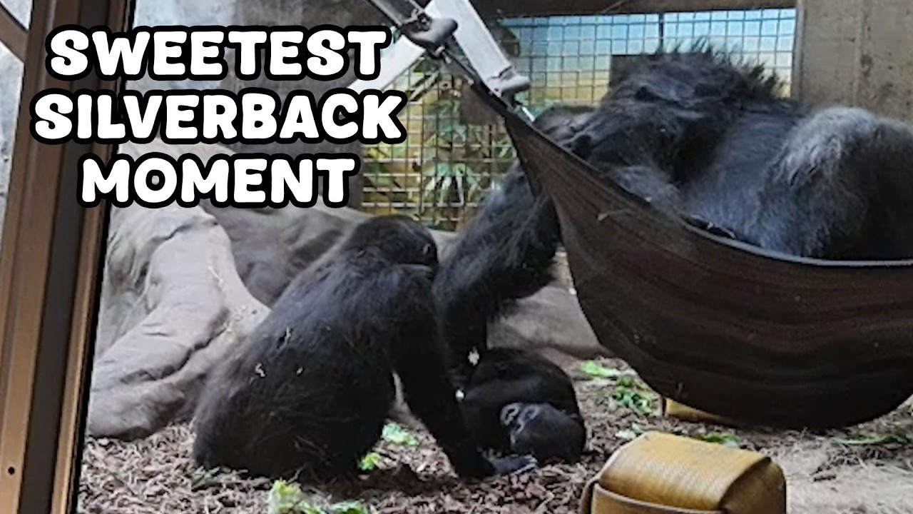 Sweetest Gorilla Dad Ever? Mokolo With His Three Little Ones