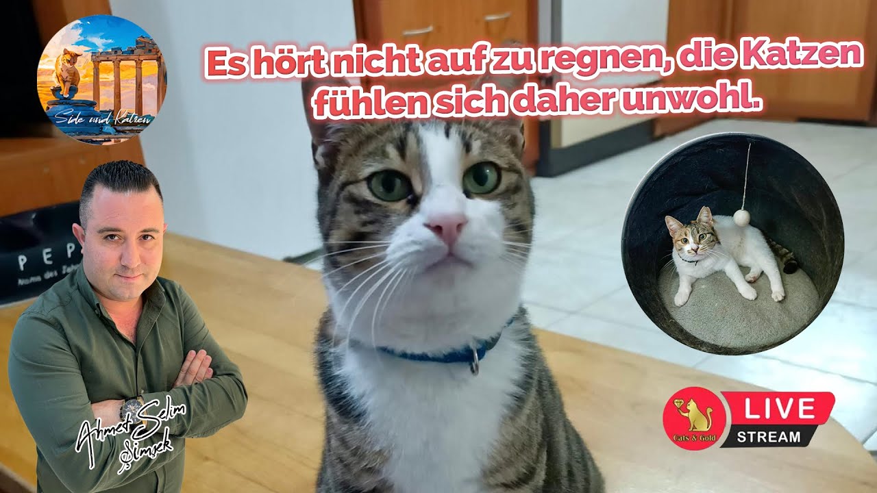 Es hört nicht auf zu regnen, die Katzen fühlen sich daher unwohl.