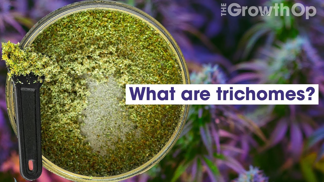 Что такое трихомы? | Weed Easy
