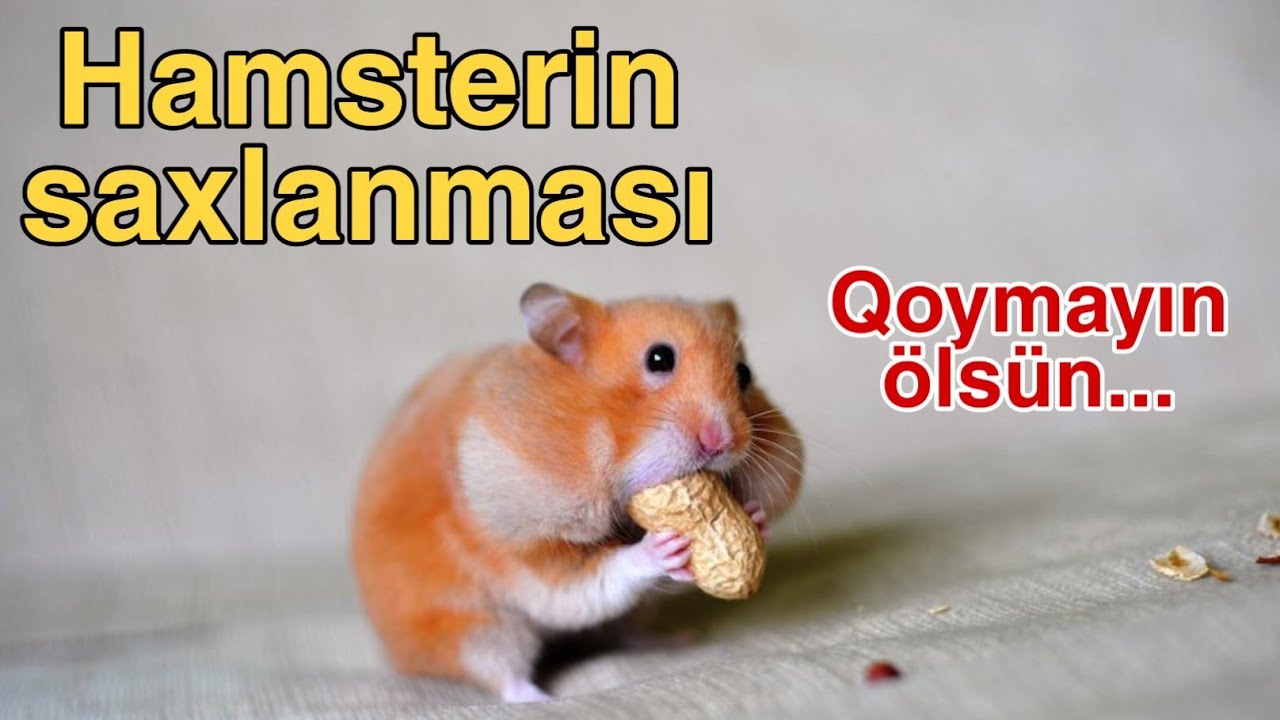 Xamyaklarımın qumun dəyişdim ( cunqarik,  hamster )
