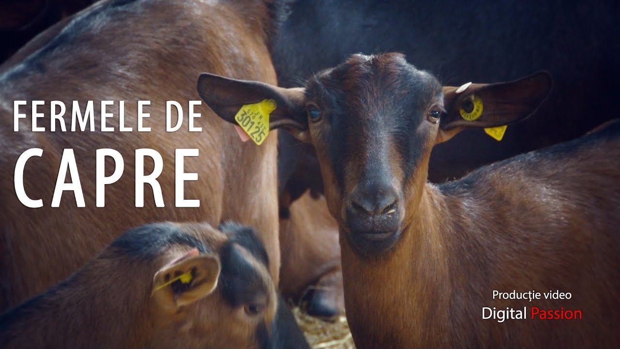 Film de prezentare (2014) Elcomex Fermele de capre // Elcomex Goat Farms