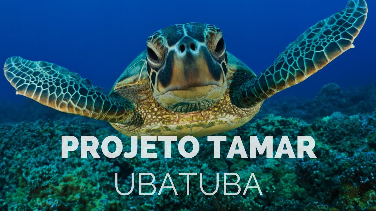 Projeto Tamar Ubatuba - Centro de Visitantes, leve sua famílias para um passeio inesquecível!