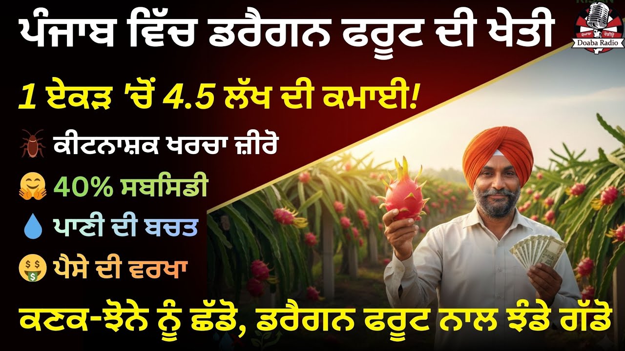 🐉ਖੇਤੀਬਾੜੀ ਦਾ ਨਵਾਂ ਮੋੜ, ਪੰਜਾਬ ਦੇ ਕਿਸਾਨ ਡਰੈਗਨ ਫਰੂਟ ਨਾਲ ਕਮਾ ਰਹੇ ਲੱਖਾਂ ਰੁਪਏ! ਛੱਡੋ ਕਣਕ-ਝੋਨਾ ‼️