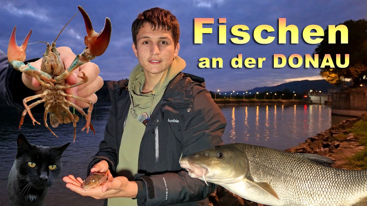 Fischen an der Donau - Angeln auf Raubfisch und Friedfische 🐟 + 🦞 Krebse fangen in Persenbeug