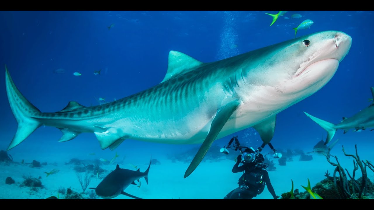 151101 Ultimate Shark Expedition Trip Video with Jim Abernethy's Scuba Adventures