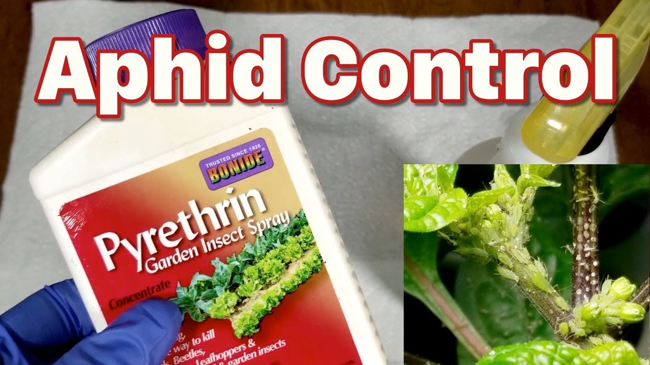 How to treat aphids with pyrethrin mixed from concentrate