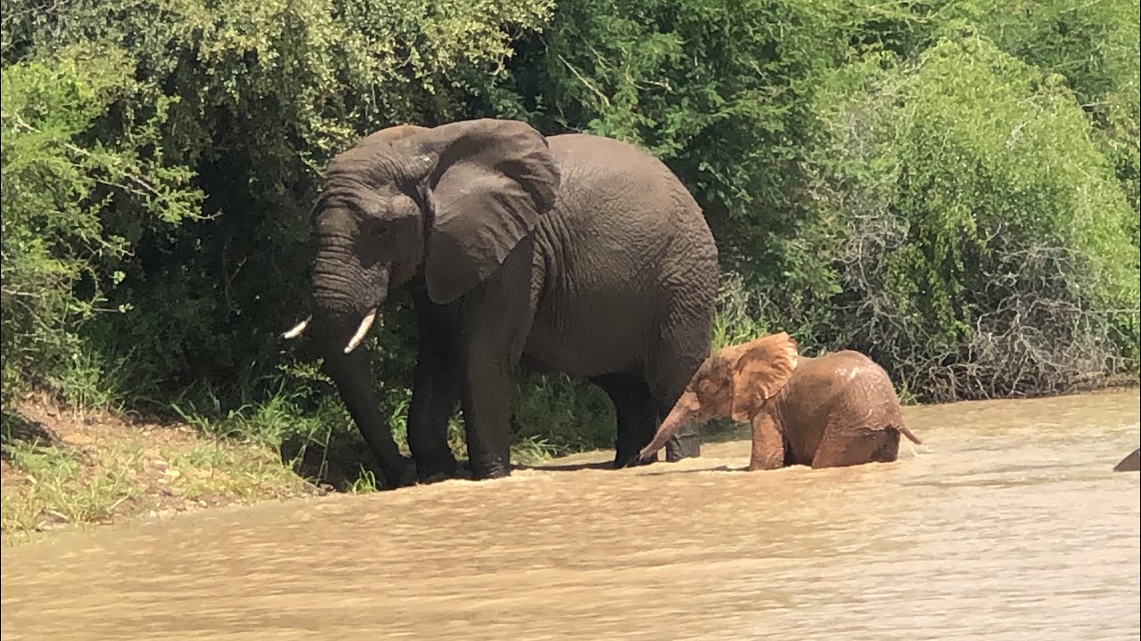 A Magnificent Waterhole Swim for the Elephants & Very Bright Albino Baby, Khanyisa! 💖🐘
