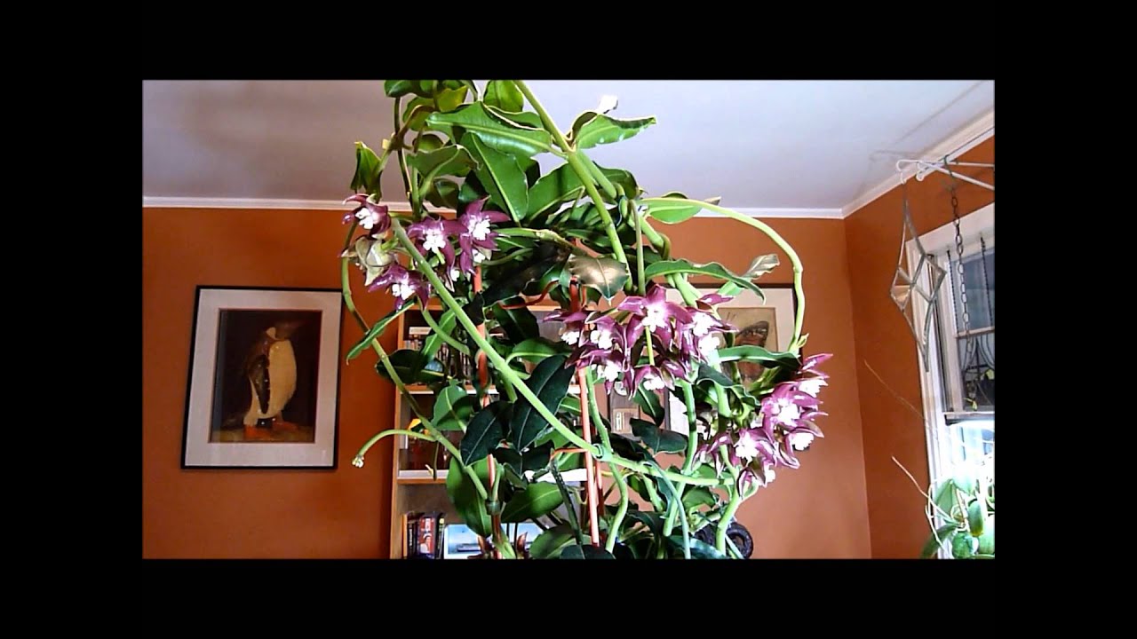 Hoya imperialis A New Beginning Part II or LEDs Have Finally Arrived
