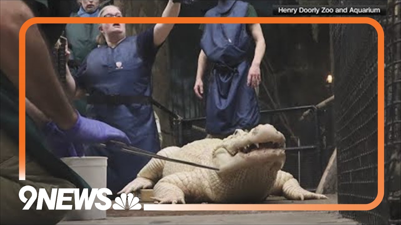 70 coins removed from stomach of alligator at Omaha zoo