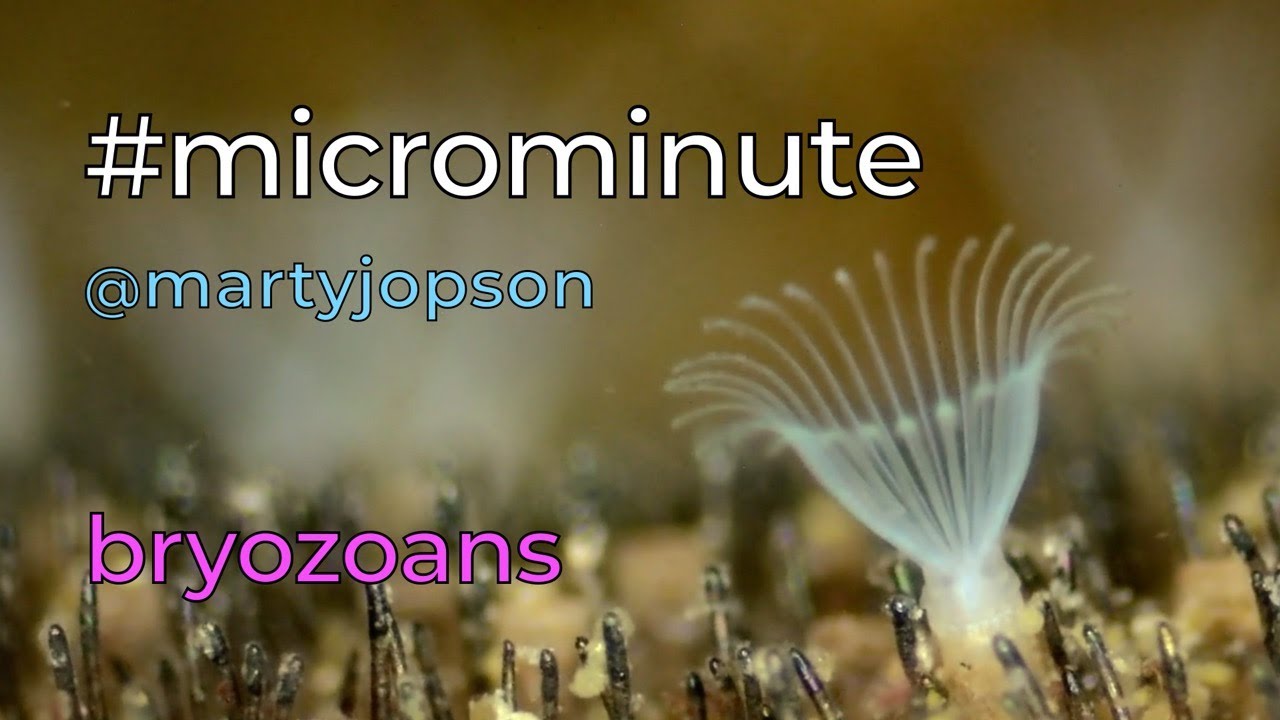 #microminute 43 bryozoans