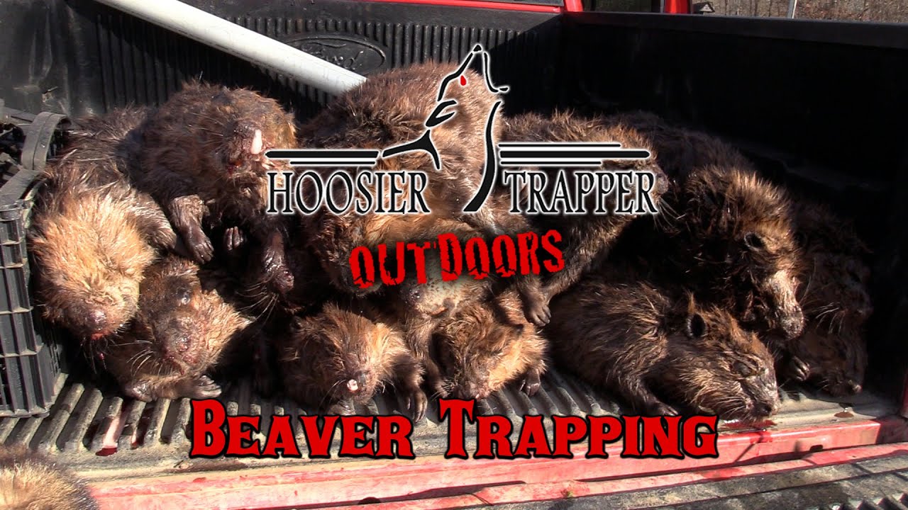 Beaver Trapping - Ep.10 S.13