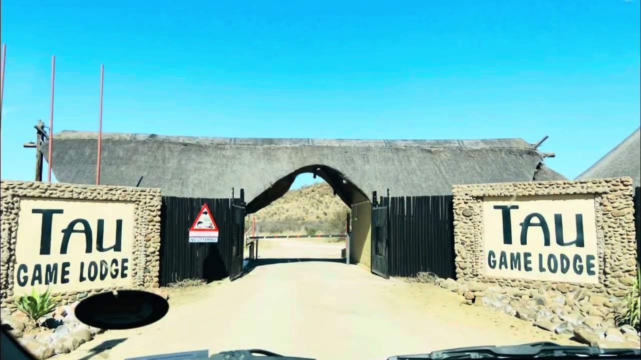 Tau Game Lodge Review | Madikwe Game Reserve Safari, South Africa