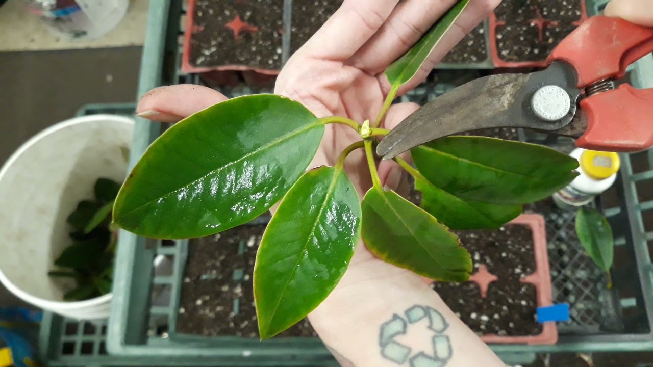 Leaf-bud Cuttings Pacific Rhododendron