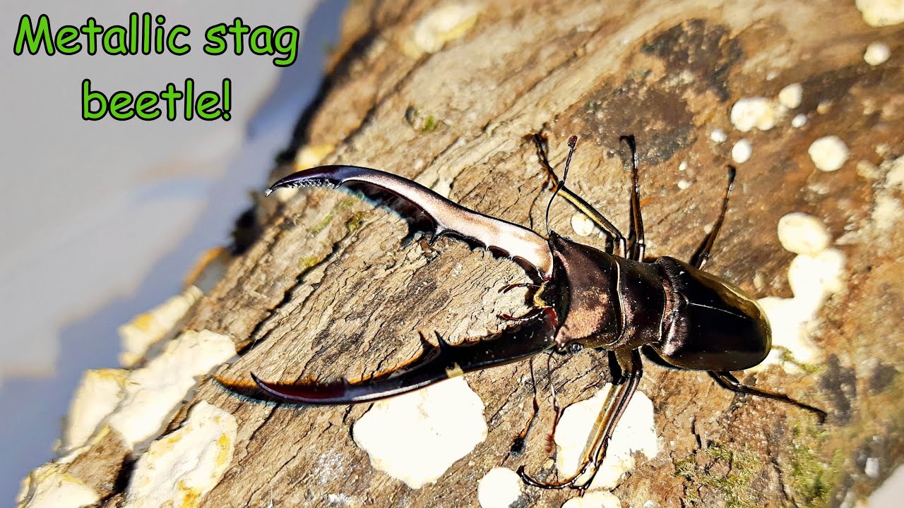 A stunning metallic stag beetle, Cyclommatus metallifer.