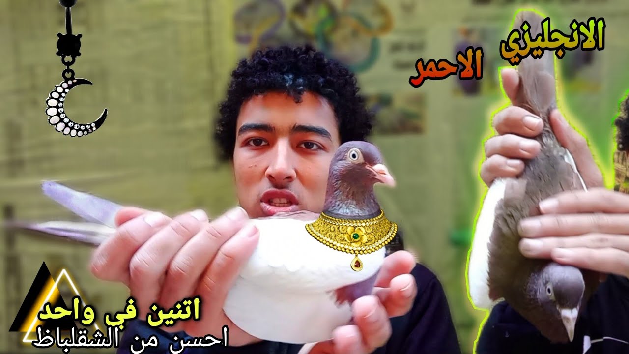 مواصفات الحمام الانجليزي الأصيل و الفرق بينه وبين الانجليزي العادي | هوا بيتشقلب ولا لا ؟