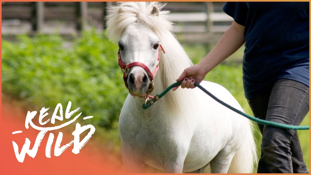 Meet Princess Confetti, The Guide Horse!