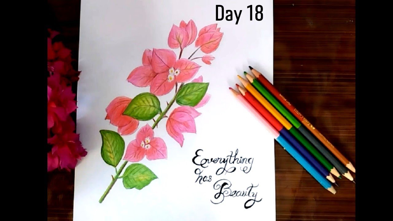 How to draw Bougainvillea Flowers using color pencils-100 Days 100 Flowers-Day 18