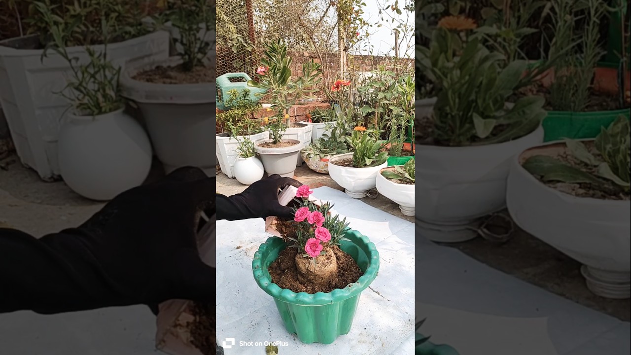 How to grow carnation#growing carnationn flower