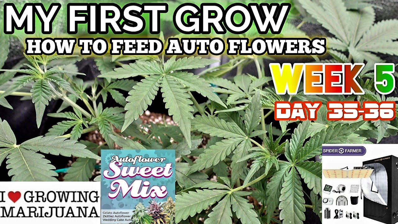 HOW TO FEED AUTO'S Week 5 ILGM SWEET MIX Gelato Wedding Cake Zkittlez Autoflower's