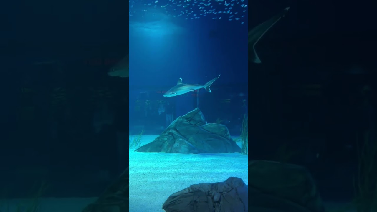 Halo Trip to Georgia Aquarium 