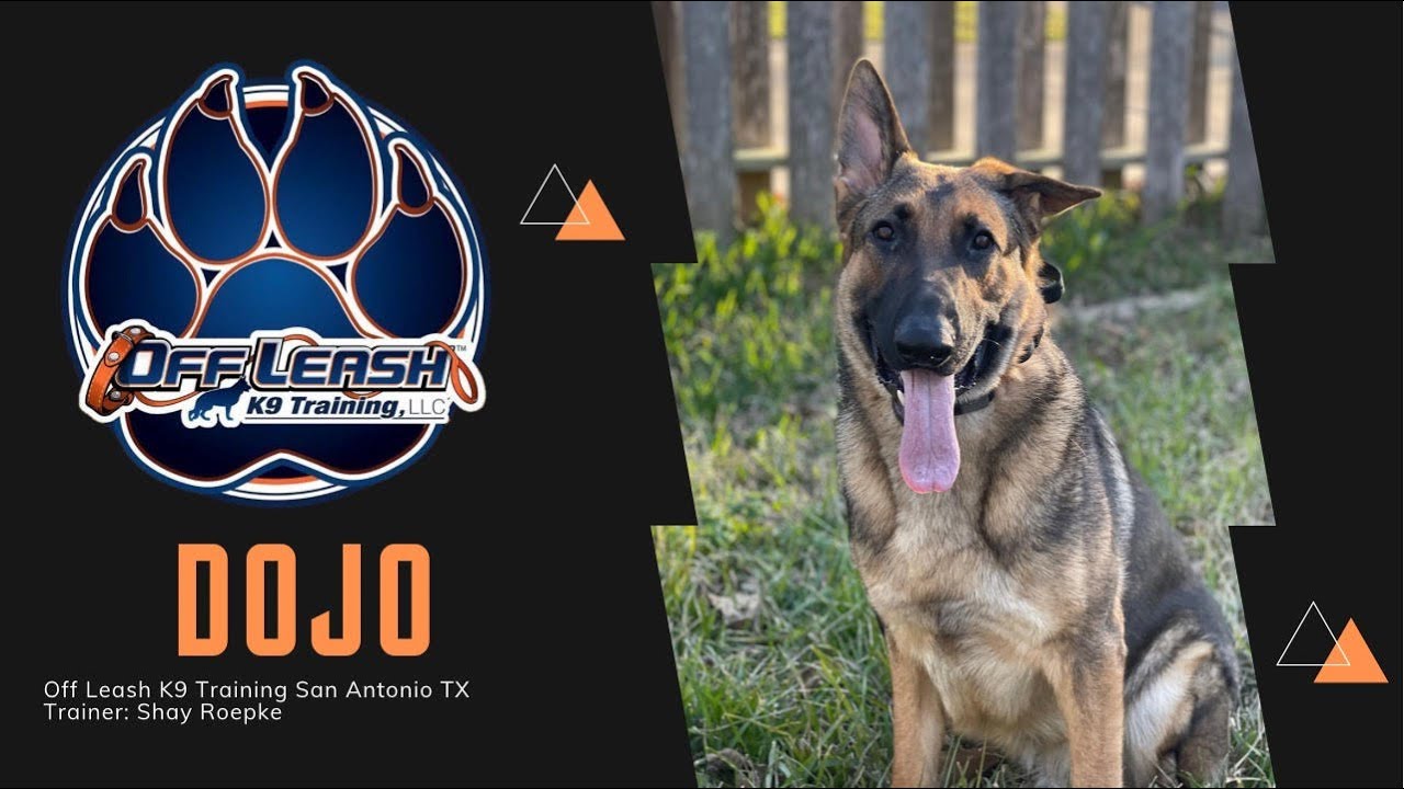 “Dojo” | Young German Shepherd Puppy | Amazing Training | Off Leash K9 San Antonio Texas