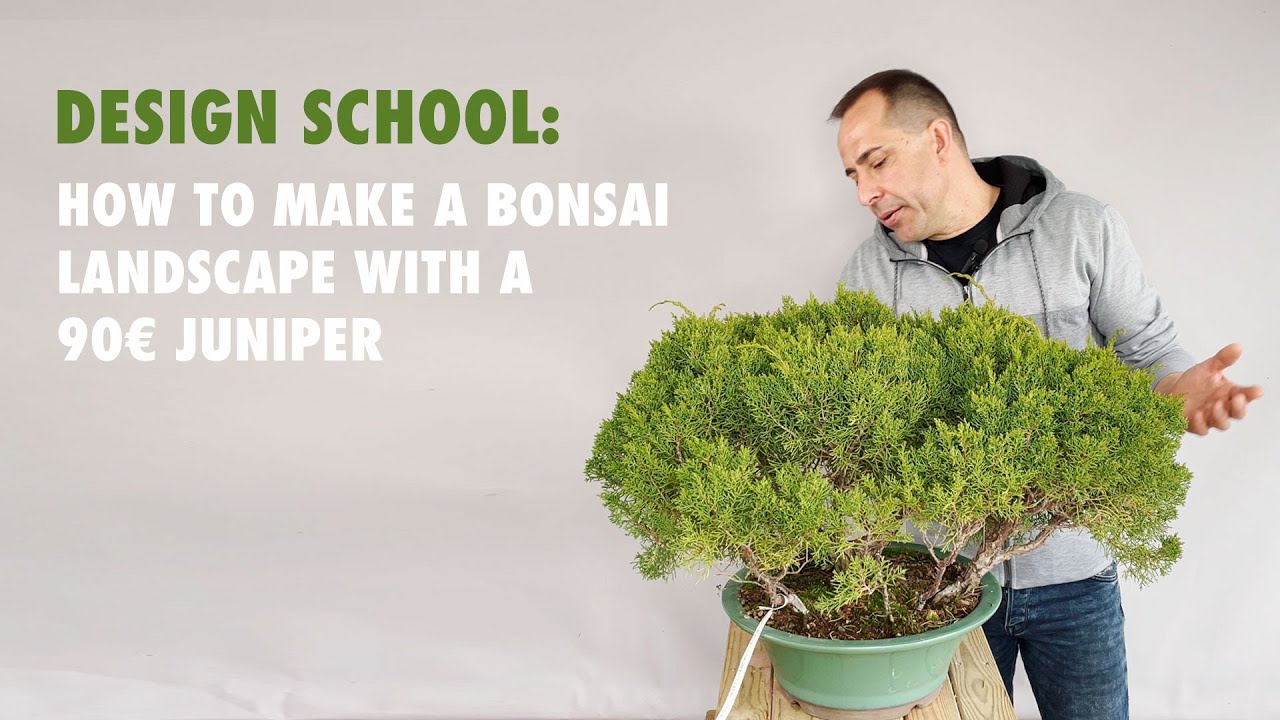 How to make a bonsai landscape from 90 euros juniper