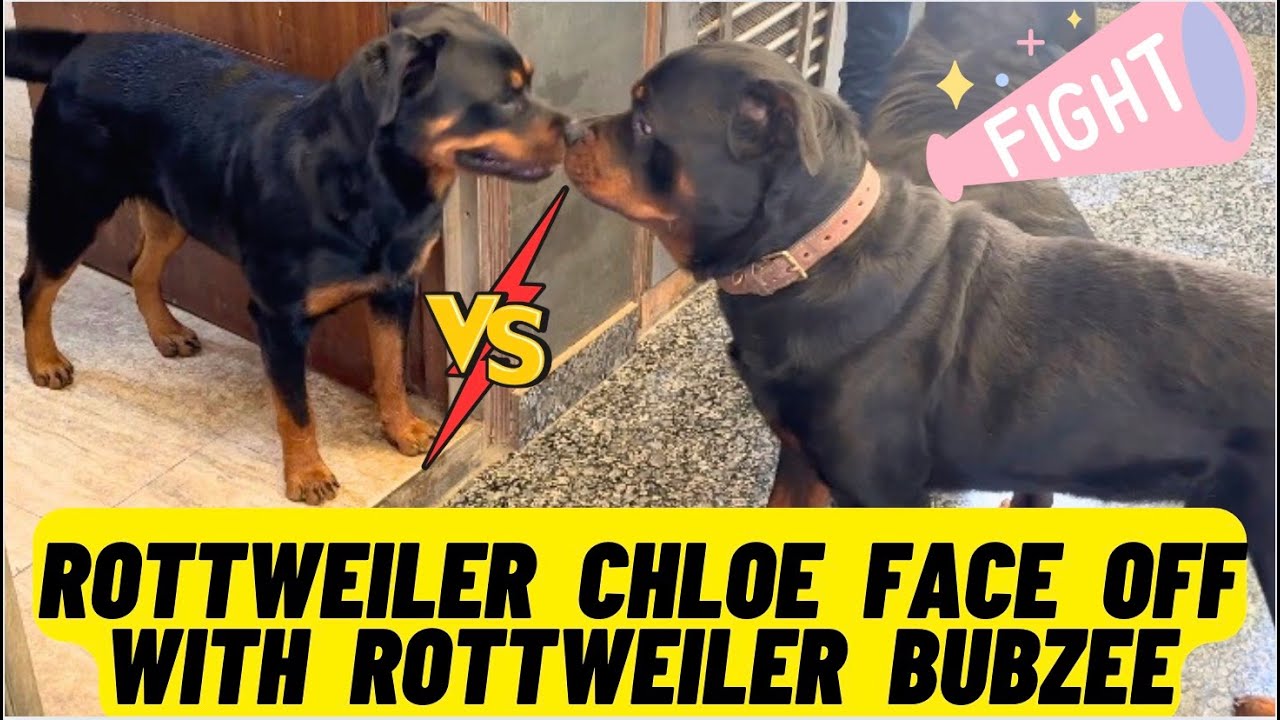 Rottweiler Bubzee Ko Ko Kiya Daughter Rottweiler Chloe Ne Head On Challenge: Chloe Bites Papa Bubzee