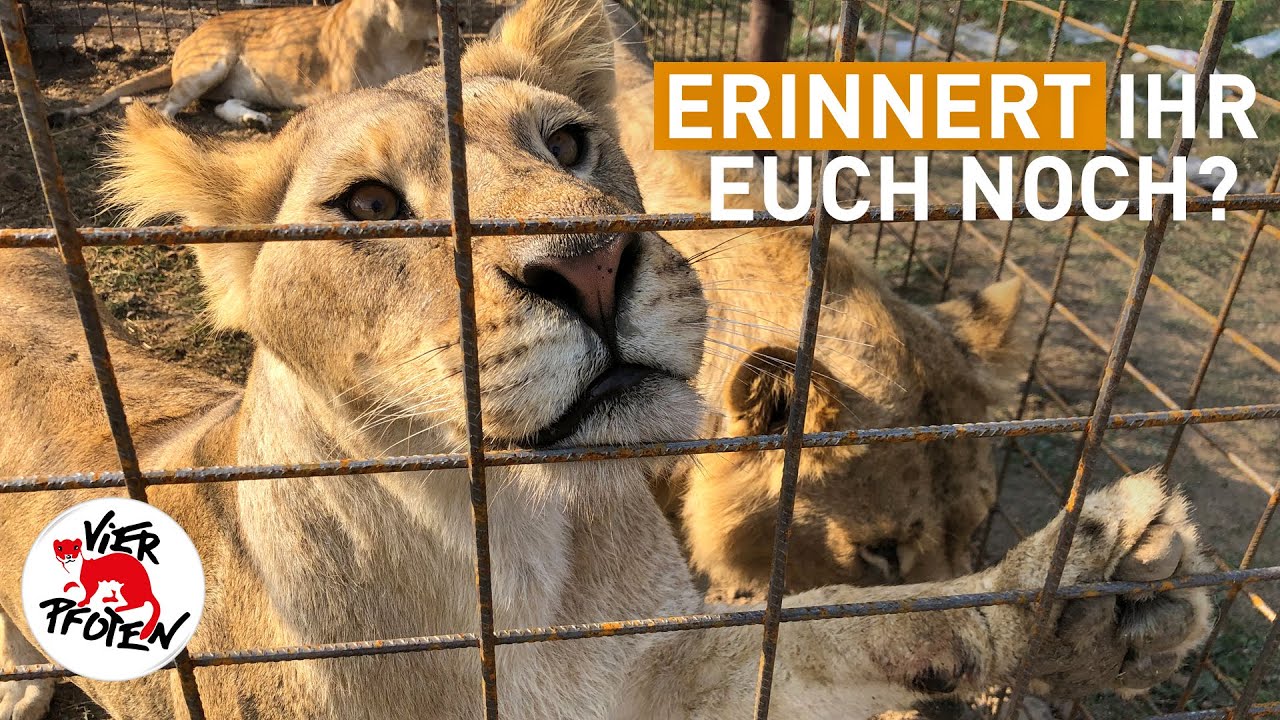 Von FELIDA nach LIONSROCK | VIER PFOTEN