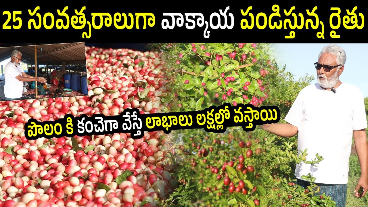 Karonda Farming Farmer Success Story | Vaakkaya Farming Telugu |  Amazing Karonda Plants | N5 Media