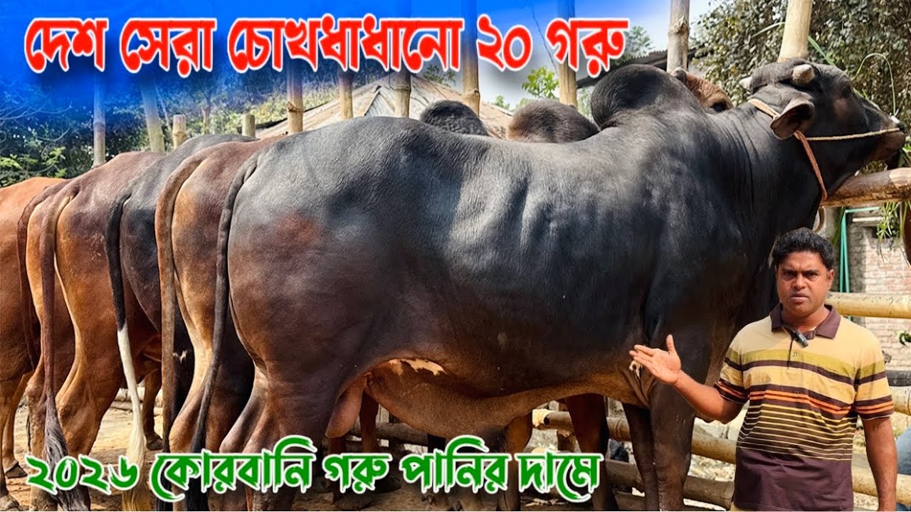 সীমিত অফার! ২০টি টপ-কোয়ালিটি শাহিওয়াল গরু—দেখলেই মন ভরে যাবে | ২০২৬ কোরবানি গরু। রাজশাহী সিটি হাট