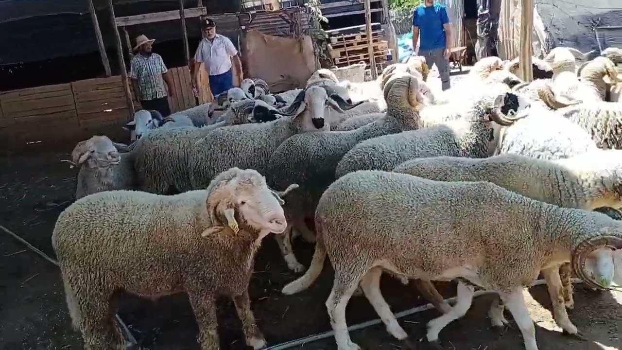 اجيو تشوفو معايا احسن الحوالى عند فيرمة الحاج العربي ر ادريس