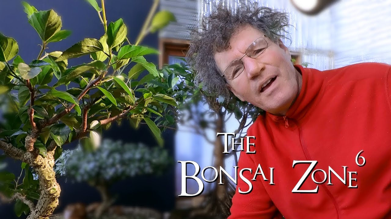 Hibiscus Bonsai Update, The Bonsai Zone, Dec 2019