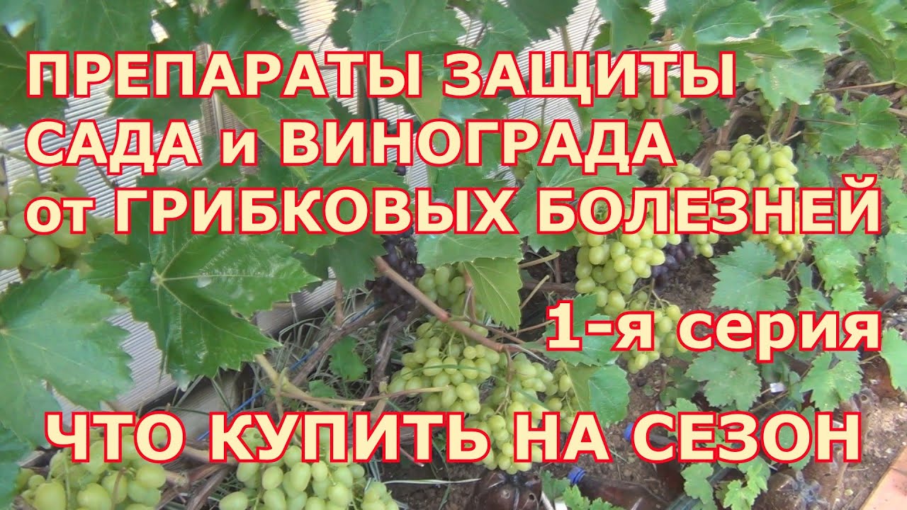 1-я серия. ПРЕПАРАТЫ ЗАЩИТЫ САДА и ВИНОГРАДА  от БОЛЕЗНЕЙ. ЧТО КУПИТЬ НА СЕЗОН.