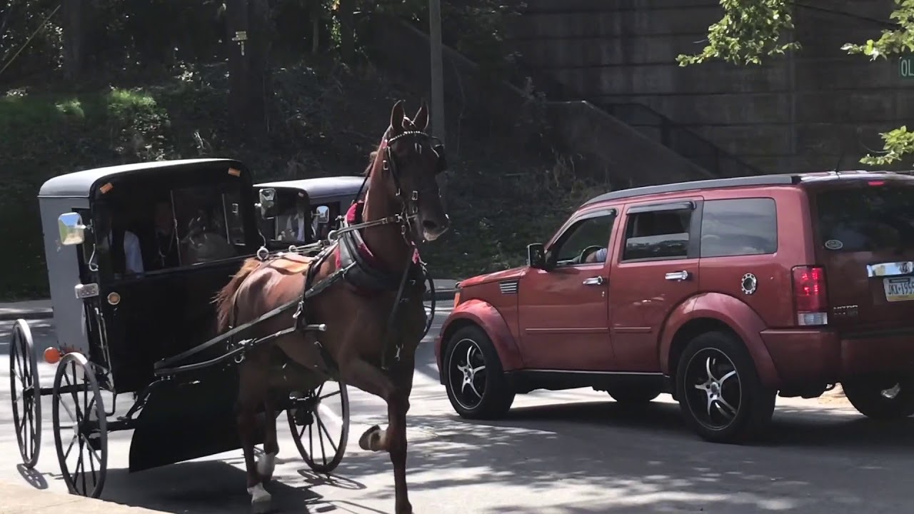 Majestic Amish Buggy Rides in Lancaster Country Pennsylvania