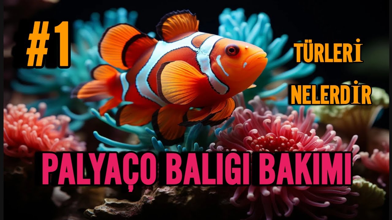 PALYAÇO BALIĞI BAKIMI - TÜRLERİ