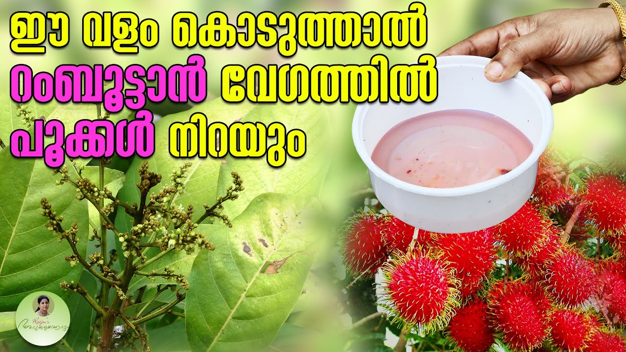 ഈ വളം കൊടുത്താൽ റംബൂട്ടാൻ വേഗത്തിൽ പൂക്കൾ നിറയും | Fertilizer for Rambutan #fertilizer