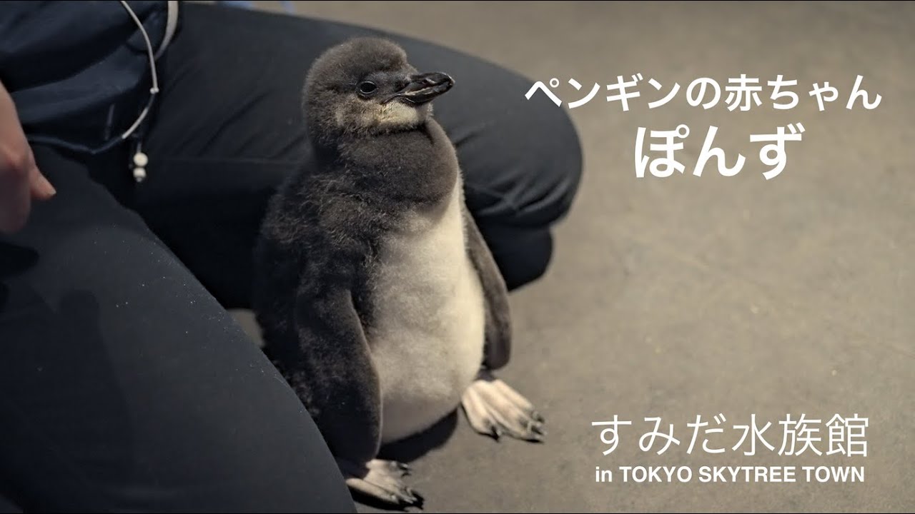 【すみだ水族館】ペンギンの赤ちゃん：ぽんず（生後約1ヶ月）※うんちもします。