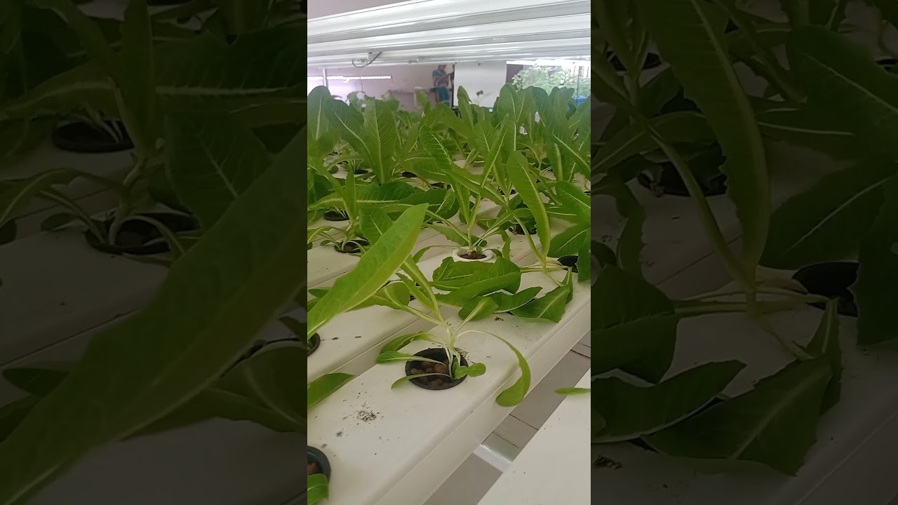 #NFT#nutrient film technique# hydroponics