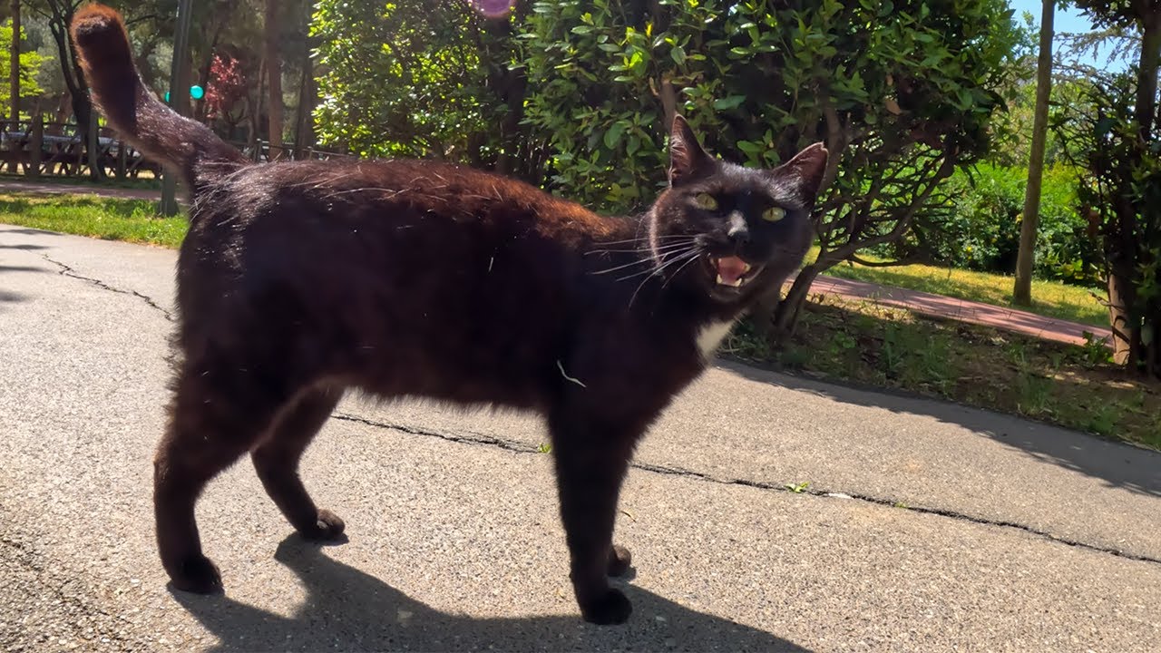 I met the talkative black cat again!