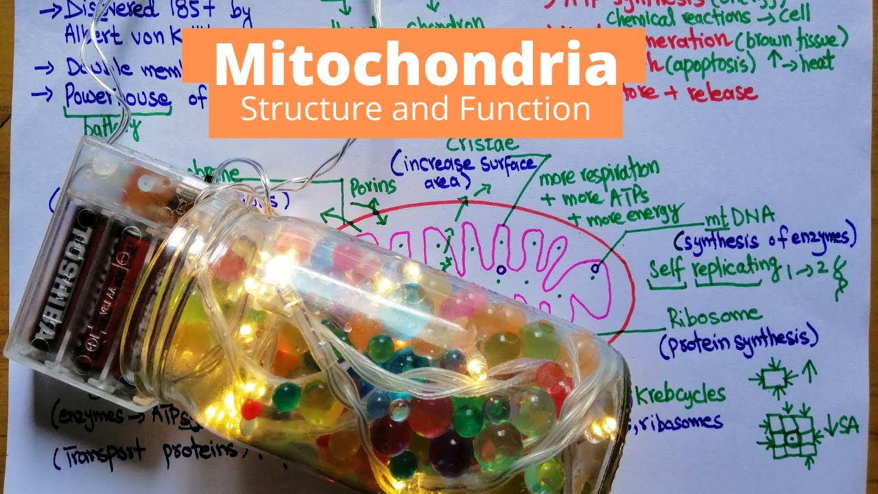 Structure and Function of Mitochondria | Daily Life Example