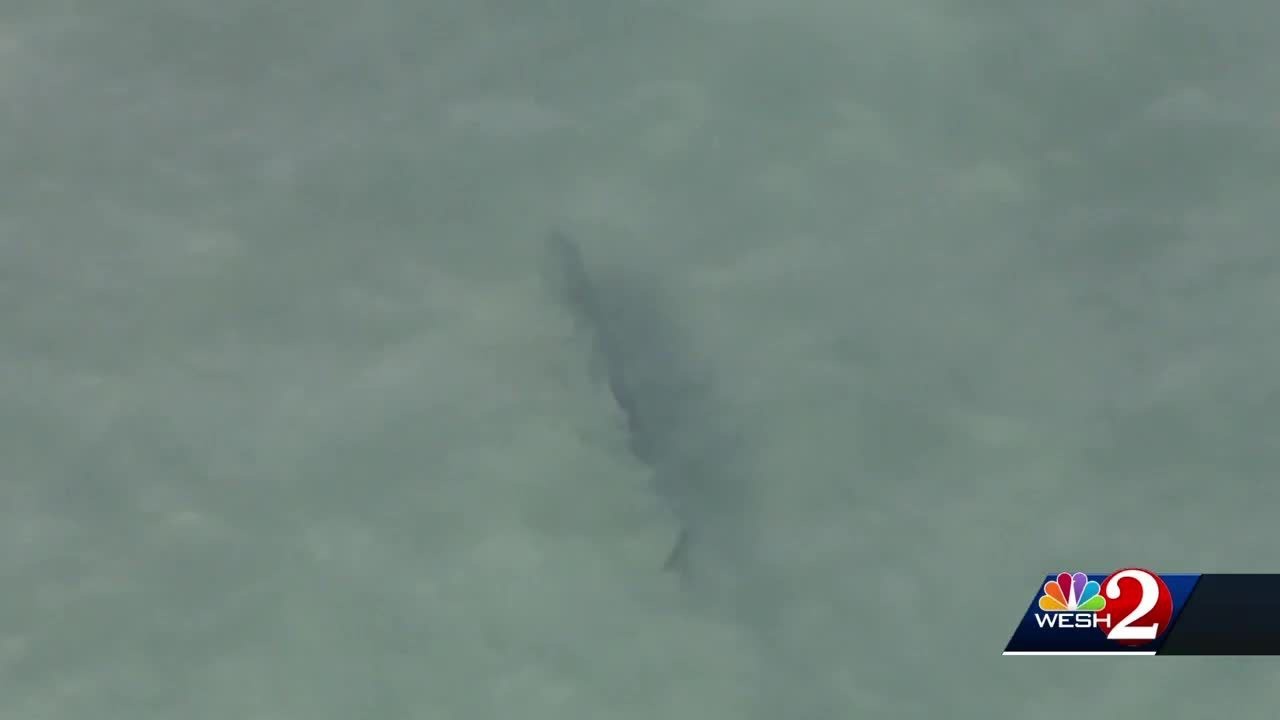 Sharks spotted close to swimmers in Daytona Beach
