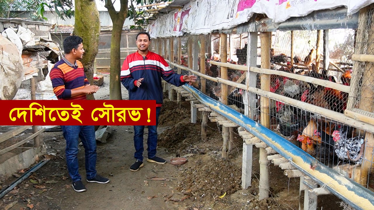 পরিশ্রমেই পাল্টাচ্ছে সৌরভের দিন - খাঁচায় মুরগি পালন পদ্ধতি | Desi murgi khamar || কৃষি ঘর