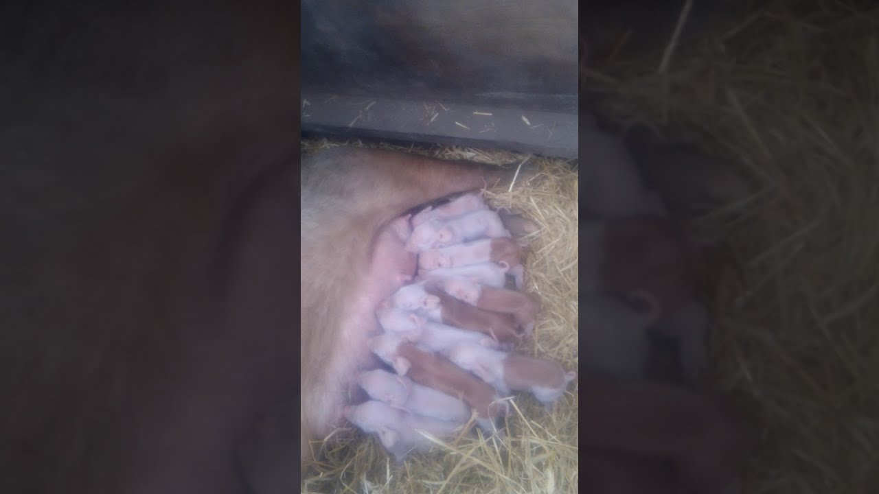 More winter piglets