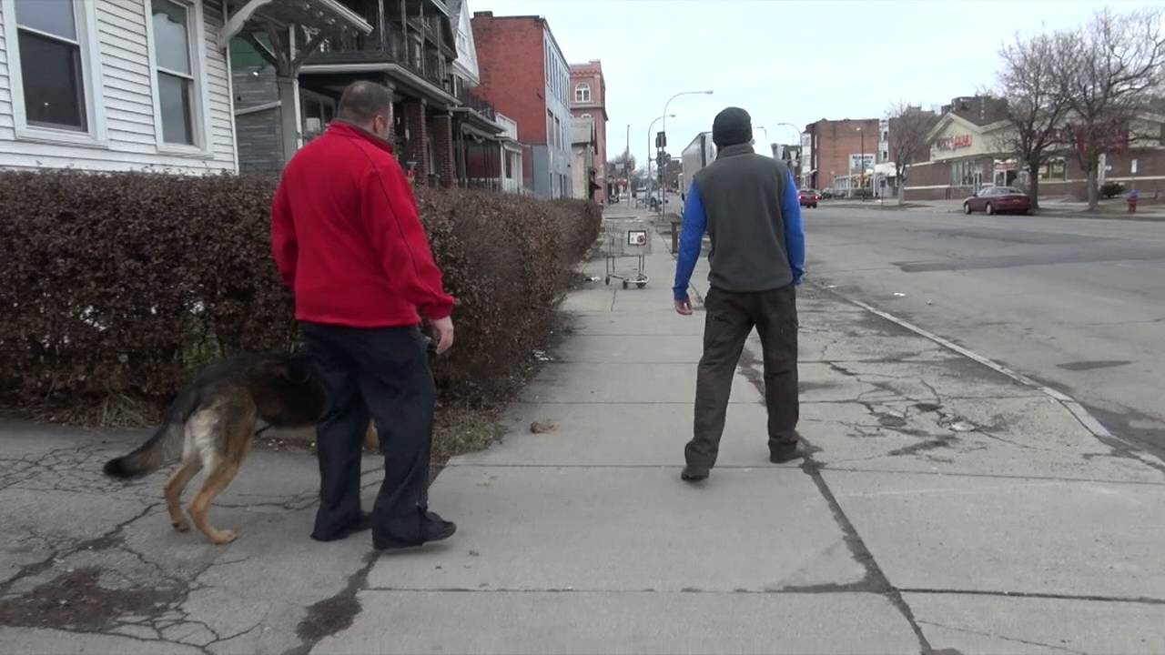 Aggressive German Shepherd Hand Off | Dog Training with Tyler Muto